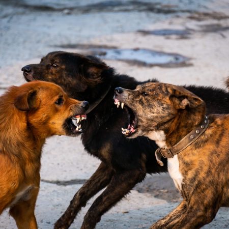 Webinar: Die Körpersprache unserer Hunde - Aggressionsverhalten