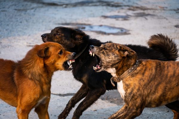 Webinar: Die Körpersprache unserer Hunde - Aggressionsverhalten