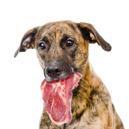 Webinar: Mein Hund der Staubsauger - Erste Schritte zum fressfreien Spaziergang
