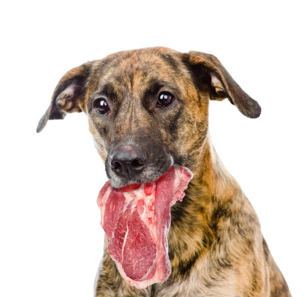 Webinar: Mein Hund der Staubsauger - Erste Schritte zum fressfreien Spaziergang