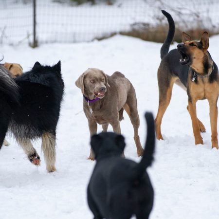 Die Körpersprache unserer Hunde - Seminarreihe