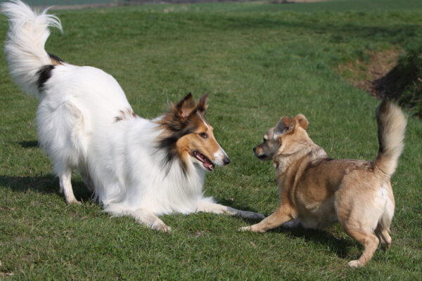 Webinar: Die Körpersprache unserer Hunde - Soziales Spiel