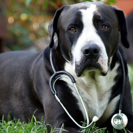Online-Vortrag: Der Hund als Patient - Vermeidung von Beißvorfällen im Arbeitsalltag