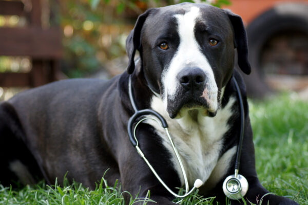 Online-Vortrag: Der Hund als Patient - Vermeidung von Beißvorfällen im Arbeitsalltag
